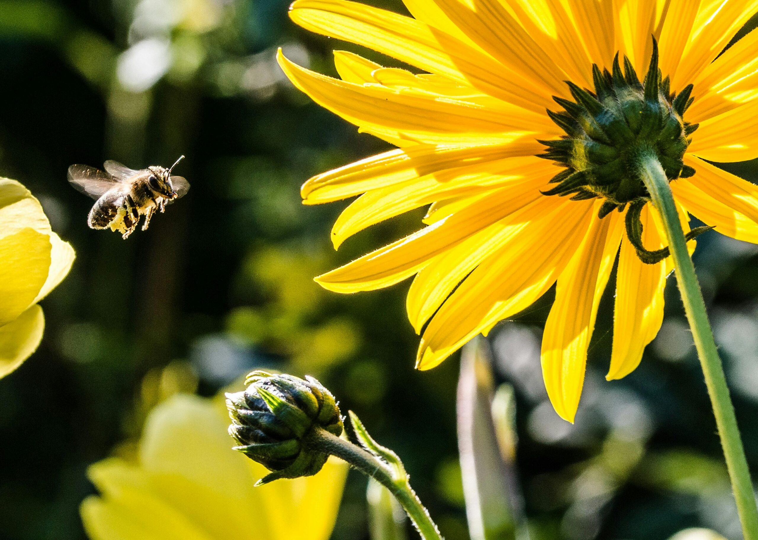 Owadowe Love: dlaczego pszczoły są tak ważne?