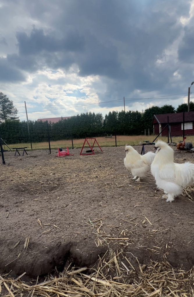 Farmerskie ciekawostki o kurach: poznaj fascynujące fakty!